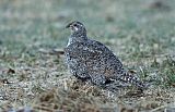 Gunnison Sage-Grouse